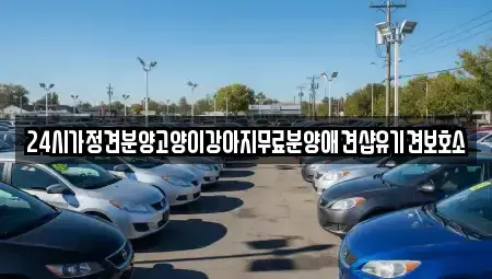 광주 광산구 도천동 중고차매입 전문 24시가정견분양고양이강아지무료분양애견샵유기견보호소